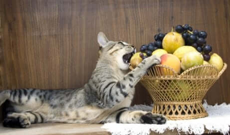Gato comendo frutas