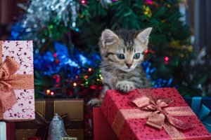 Dar um animal de estimação como presente de Natal é uma boa ideia?