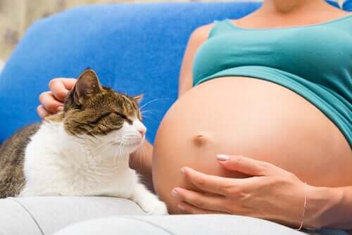 Mulher grávida acariciando gato
