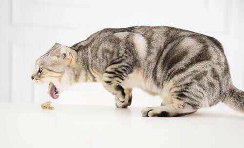 Doenças relacionadas ao vômito agudo em gatos