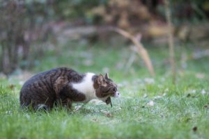 Vômito agudo em gatos: causas e soluções