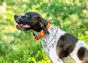 Conheça os rastreadores GPS para cães