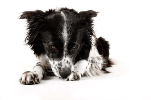 Higiene excessiva em cães: como prevenir e tratar
