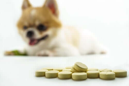 Medicamentos para cães