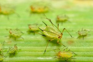 O possível uso de insetos como armas biológicas