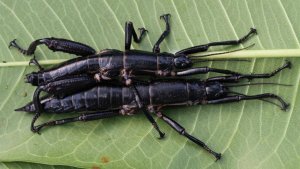 Lagosta-das-árvores: o inseto mais estranho do mundo