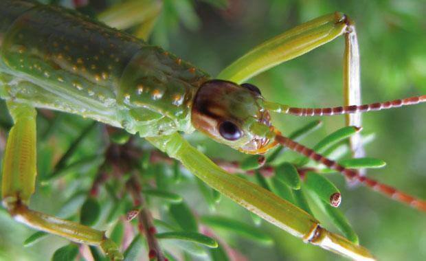 Lagosta-das-árvores: o inseto mais estranho do mundo