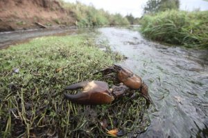 Características do lagostim