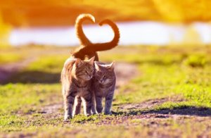 A linguagem do rabo do gato