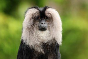 Hábitos do macaco-cauda-de-leão