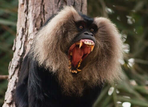 Comportamento do macaco-cauda-de-leão