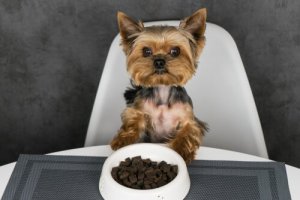 Os 3 melhores alimentadores automáticos para cães
