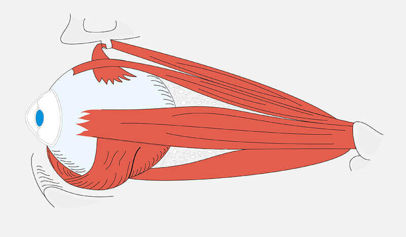 Os músculos do globo ocular