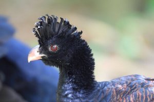 Mutum-de-bico-azul, características e habitat