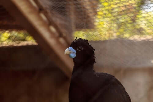 Mutum-de-bico-azul, características e habitat