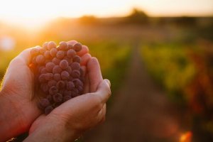 Bagaço de uva para alimentar o gado