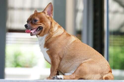 A cúrcuma pode ajudar a prevenir a obesidade canina?