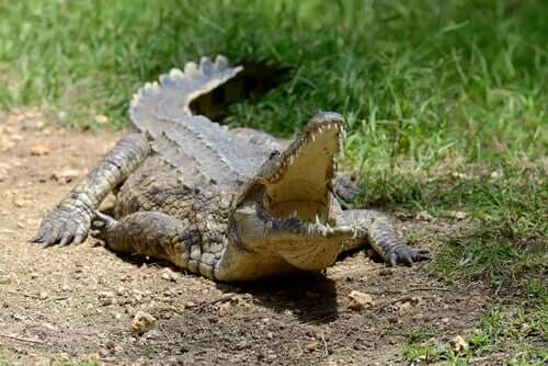 Crocodilo com a boca aberta