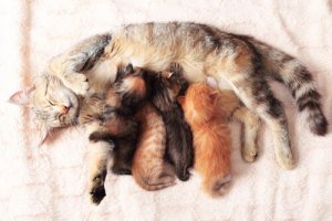 7 dicas para ajudar no parto da sua gata