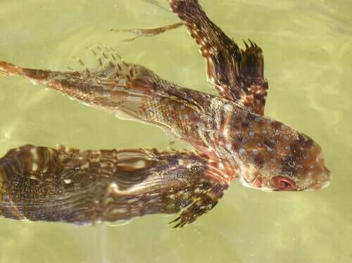 Peixe voador nadando