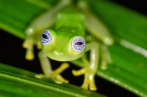 Hábitos e características da perereca de vidro