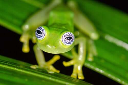 Hábitos e características da perereca de vidro