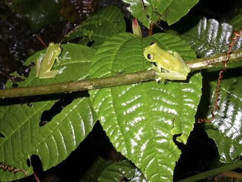 Hábitos e características da perereca de vidro