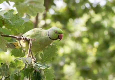 Periquito na natureza