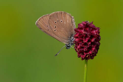 O que as borboletas comem?