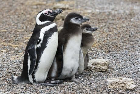 Família de pinguins