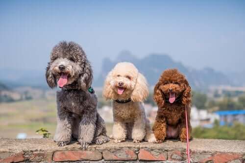 Poodles de várias cores