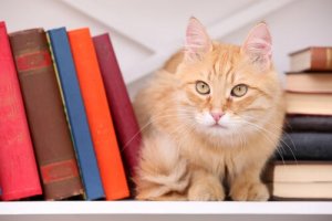 Por que os gatos inspiraram tantos escritores?