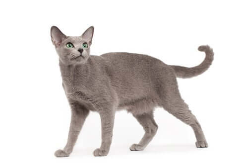 A linguagem do rabo do gato