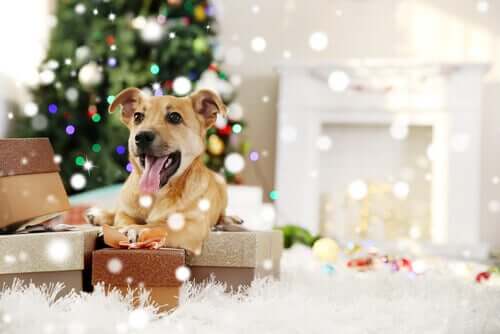 Animais de estimação no Natal