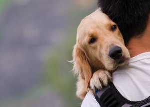 Quais são os desafios futuros na proteção dos animais?