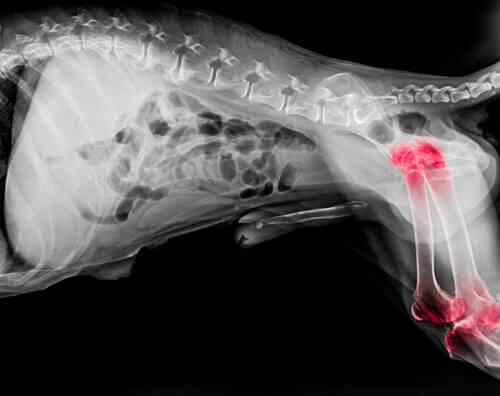 Radiografia de um cachorro