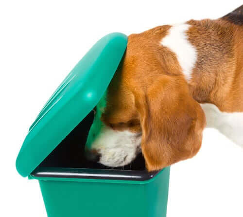 Cachorro revirando lata de lixo