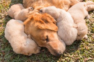 Como funciona o sistema imunológico dos cães?