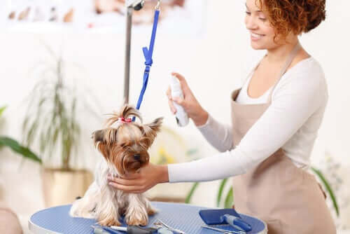 Sprays antipulgas para cachorros