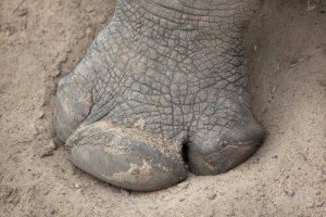 O 'unicórnio siberiano' que pode ter convivido com o homem