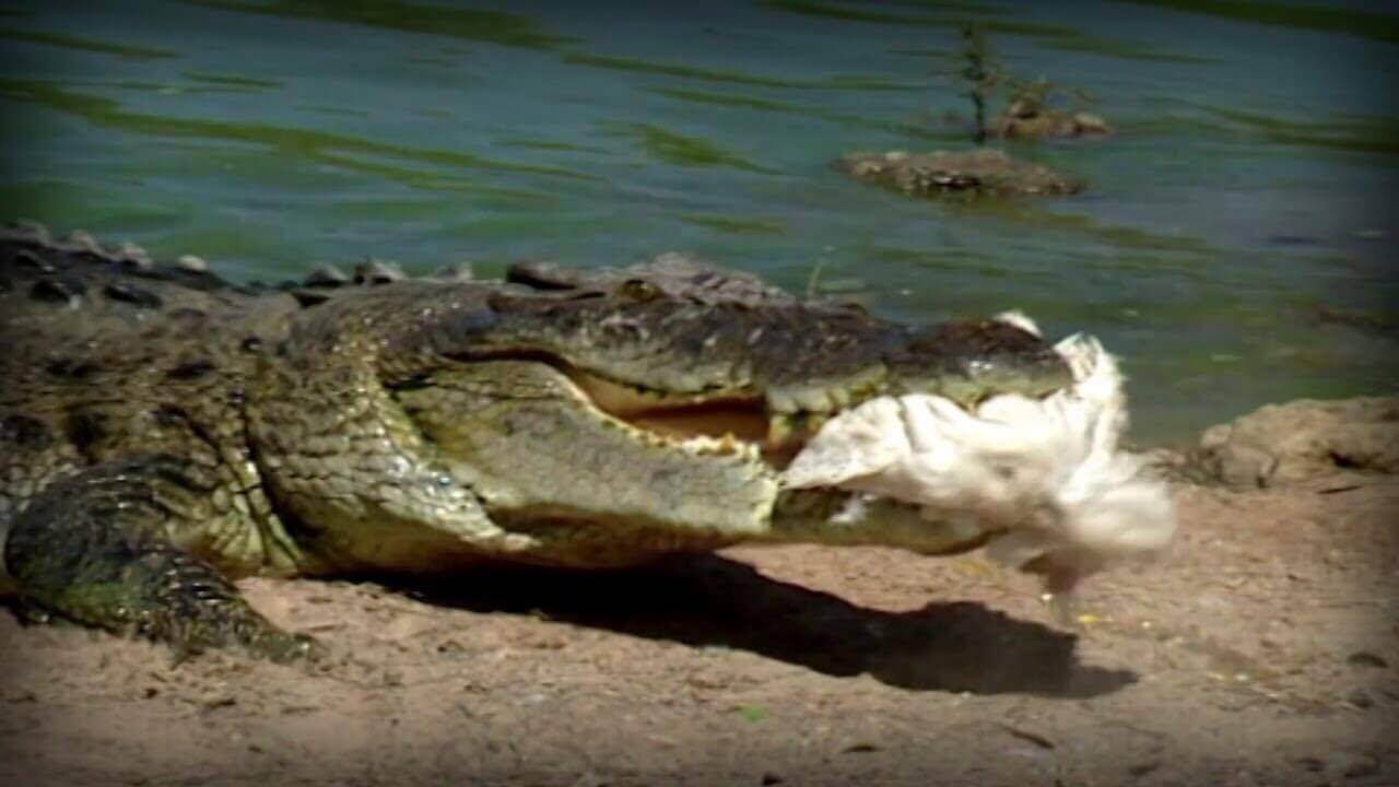 Crocodilo pegando comida