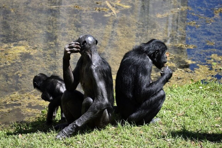Bonobo, um grande macaco com uma voz 'minúscula'