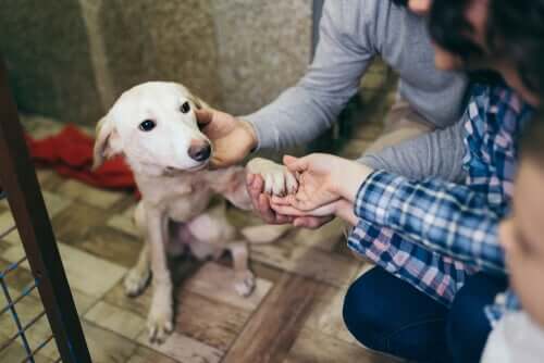 Ofereça a sua casa como abrigo para cães