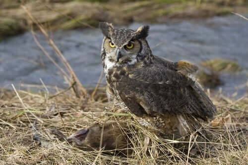 Alimentação da coruja-orelhuda