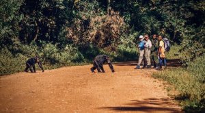 Ver animais junto com pessoas nos faz pensar que eles não estão ameaçados