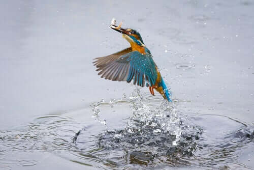 Características gerais do martim-pescador