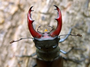 Características dos besouros que vale a pena conhecer