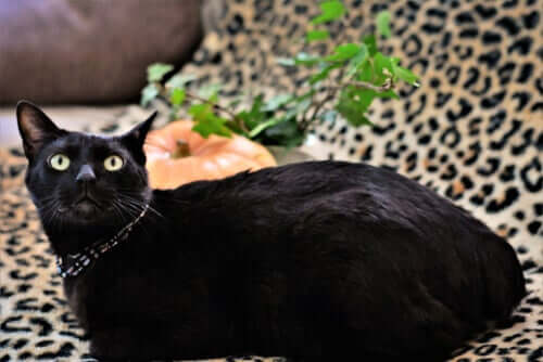 Bobtail japonês, o gato da sorte