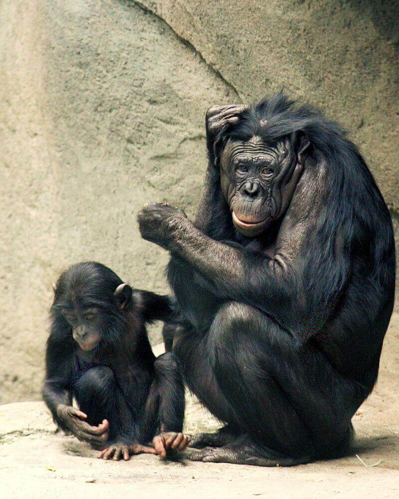 Macacos bonobo