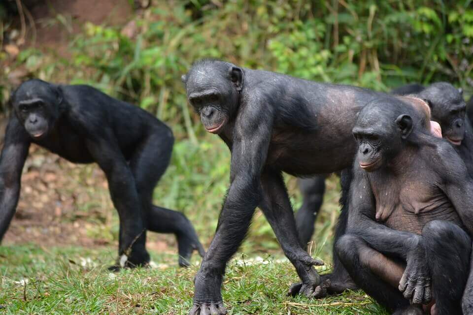 Comportamento dos bonobos